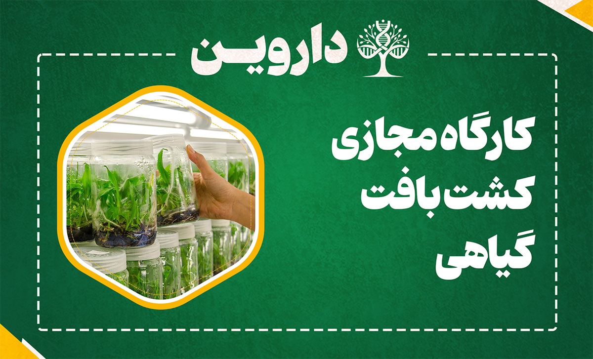 کشت بافت گیاهی