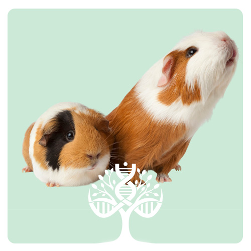 خوکچه هندی (Guinea Pig)