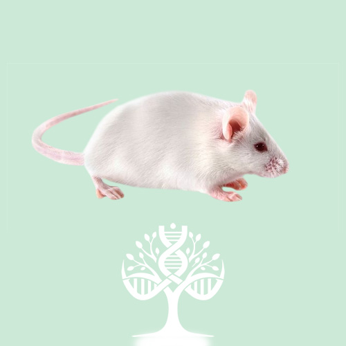 CD-1 Outbred Mouse - موش آزمایشگاهی CD-1